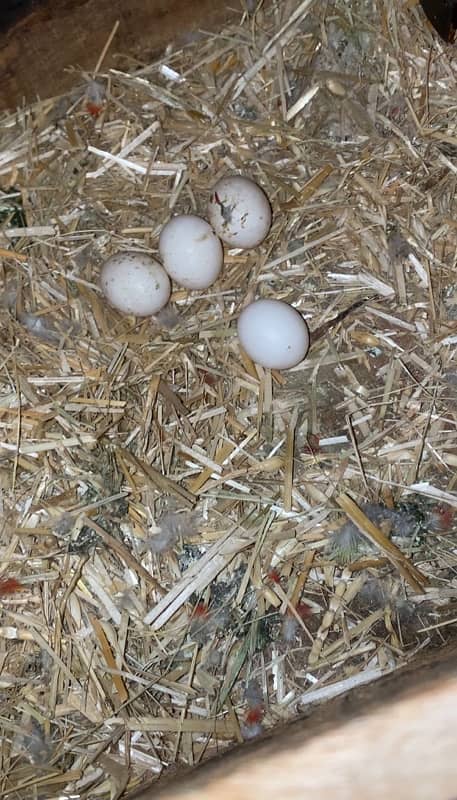 eastern rosella pair with eggs 2