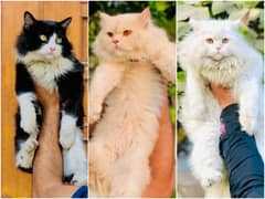 Persian Punch face triple coat cat Kitten