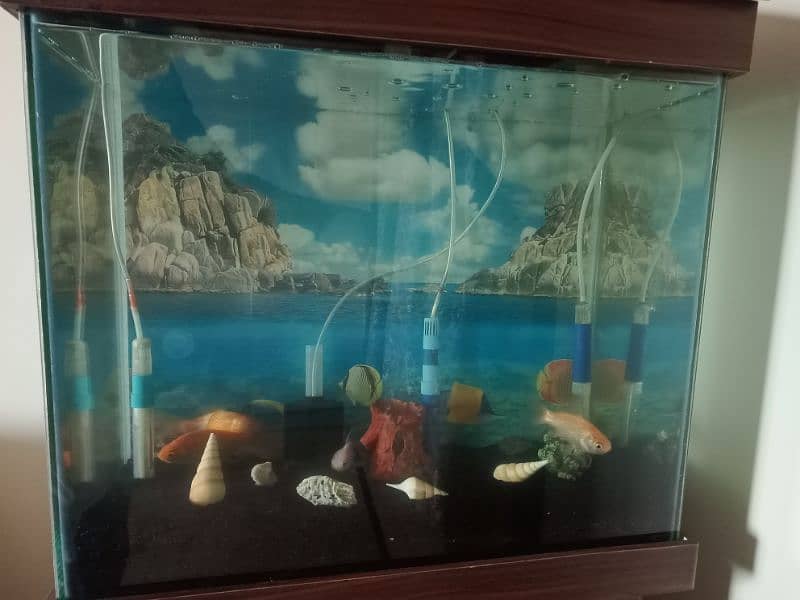 Aquarium/fish for sale 0