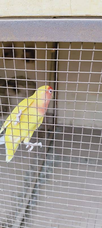 lutino personata red eyes pair. A parrot lays eggs. 6