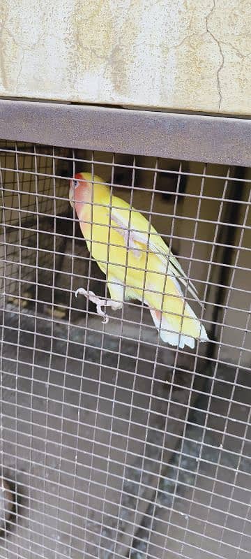 lutino personata red eyes pair. A parrot lays eggs. 7