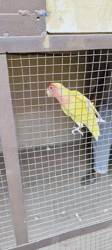 lutino personata red eyes pair. A parrot lays eggs. 8