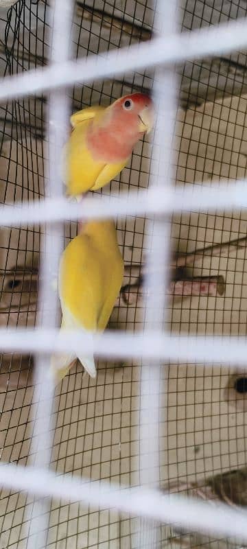 lutino personata red eyes pair. A parrot lays eggs. 11