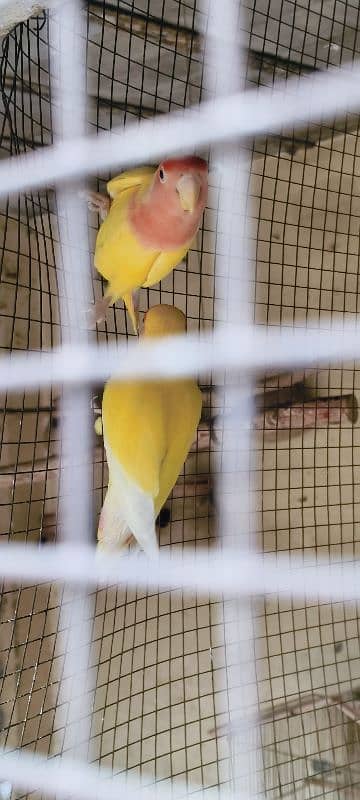 lutino personata red eyes pair. A parrot lays eggs. 12