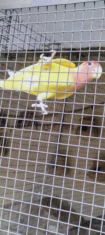 lutino personata red eyes pair. A parrot lays eggs. 14