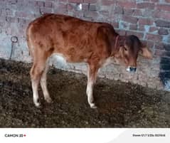 desi calf