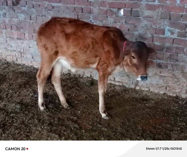 desi calf 1