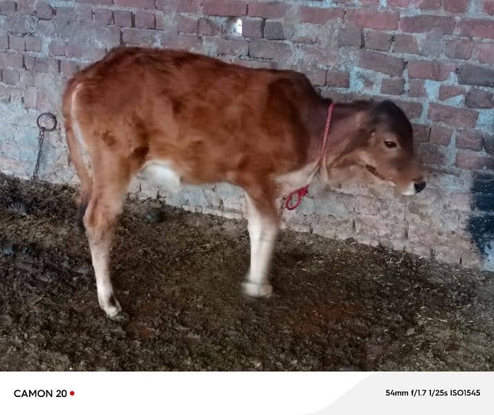 desi calf 2