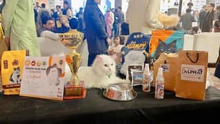 persian peki face kitten show winning mother