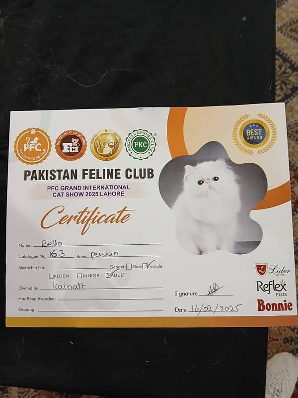 persian peki face kitten show winning mother 1