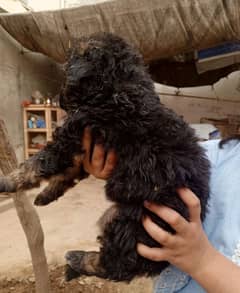 long coat dark colour gsd puppies