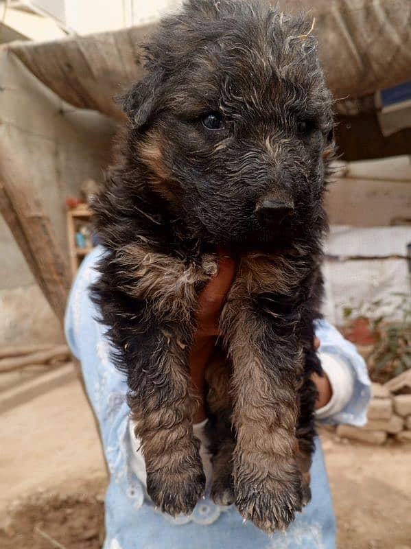 long coat dark colour gsd puppies 1