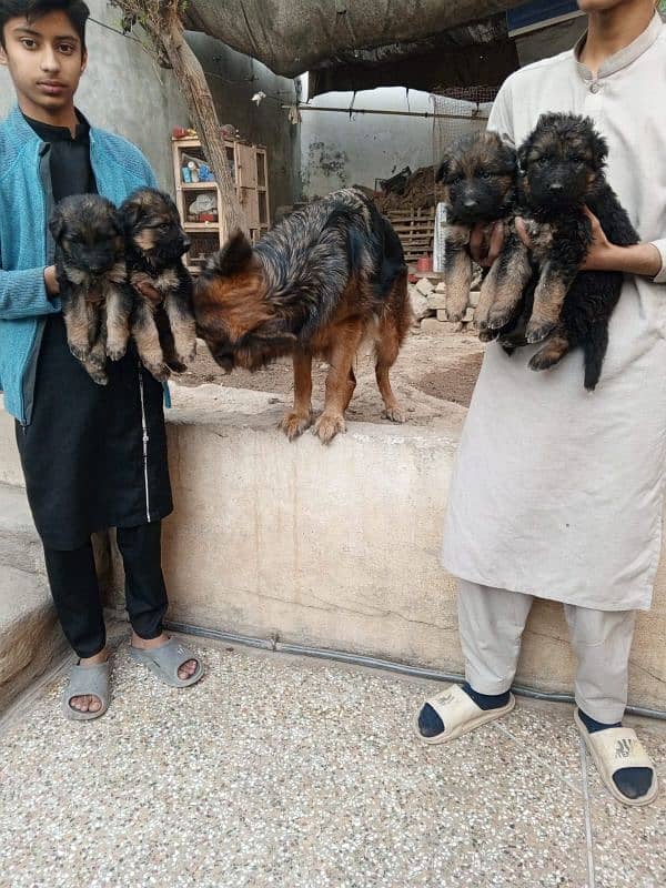 long coat dark colour gsd puppies 3