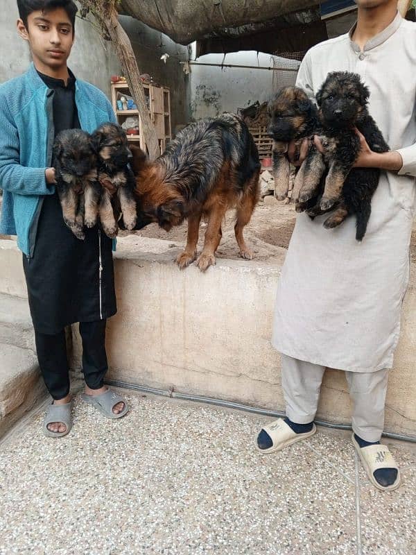 long coat dark colour gsd puppies 4