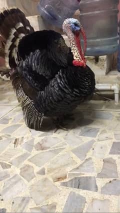 turkey bird pair & duck pair for sale