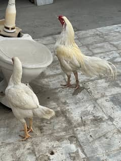 Ayam cemani ready to breed pair