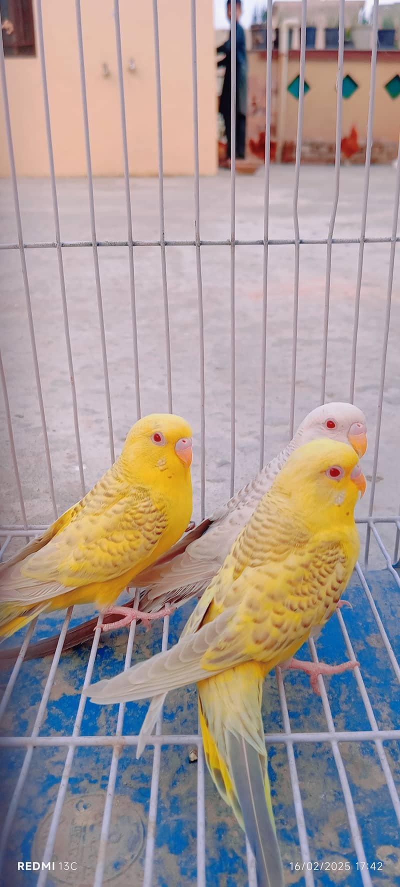 Golden Misri Hens , White Frill Back Pigeon, Yellow Tail & Exi Bajri. 9