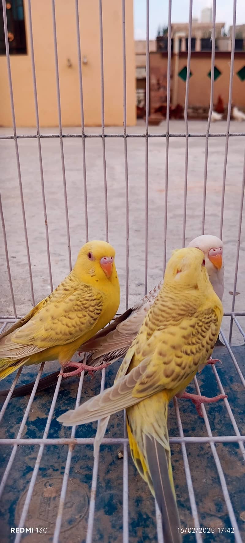 Golden Misri Hens , White Frill Back Pigeon, Yellow Tail & Exi Bajri. 10