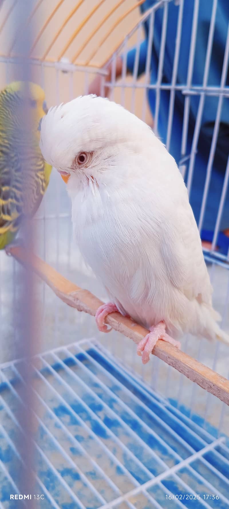 Golden Misri Hens , White Frill Back Pigeon, Yellow Tail & Exi Bajri. 11