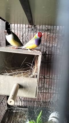 gouldian