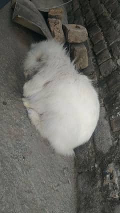 angora rabbits