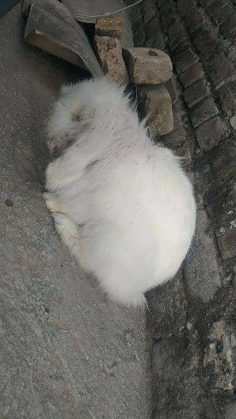 angora rabbits 0