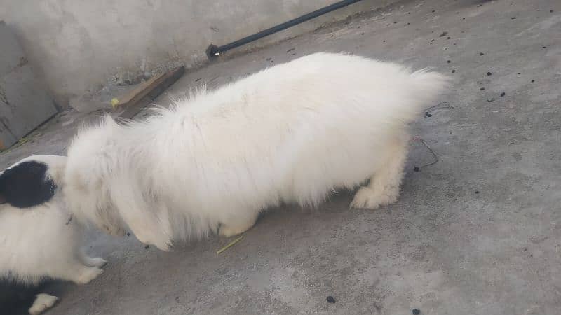 angora rabbits 2