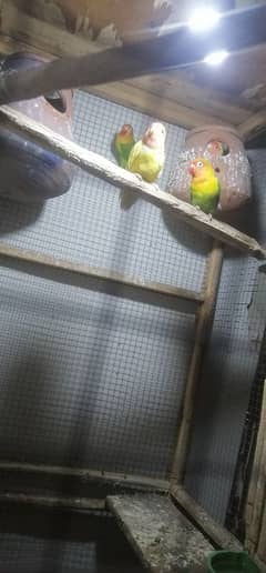 love Birds pair for sale