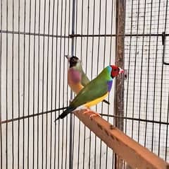 Blue split gouldian finch breeder pair bird black head