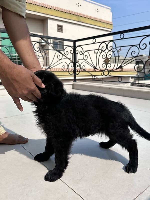 long coat black German shepherd female 3