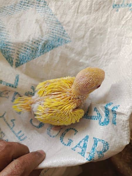 Yellow Ringneck Chicks 1