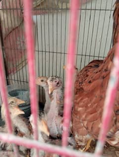 Jageri Breed Chicks