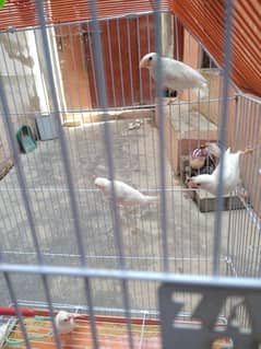 Dove 3 Pair  for sale