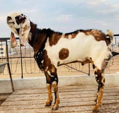 betal breadr bakra for sale