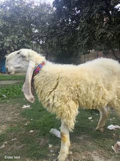 Charta/Sheep For Sale