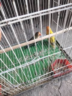 lovebird for sale 1100 per piece (03435035220 whatsapp)