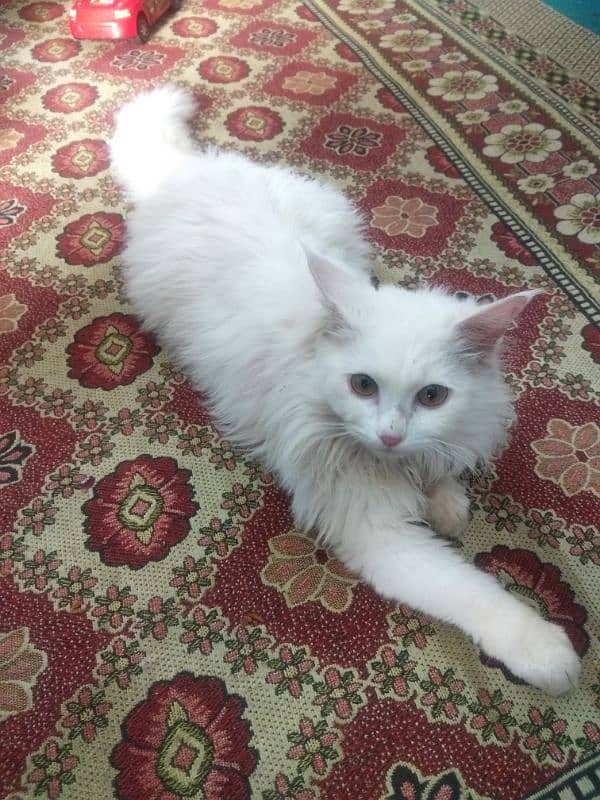 Persian cat 1