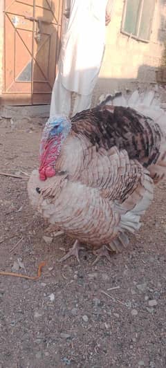 TURKEY BREEDAR PAIR  03110245067