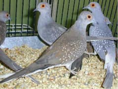 diamond pied & China dove . offer