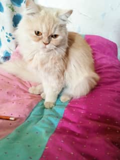 Persian cat triple coated punch face brider female