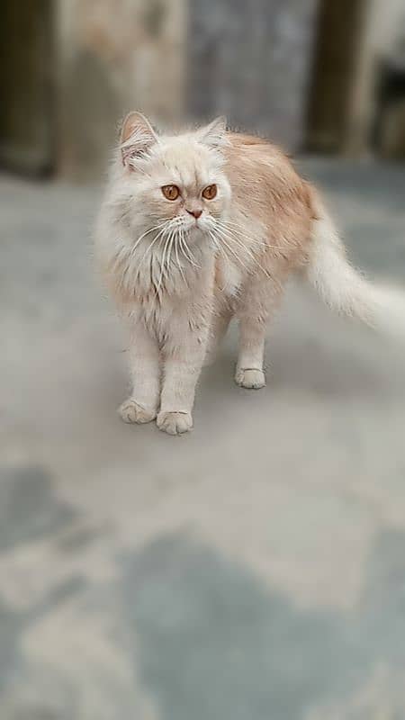 Persian cat triple coated punch face brider female 1