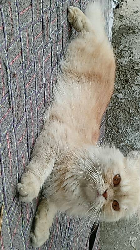 Persian cat triple coated punch face brider female 2