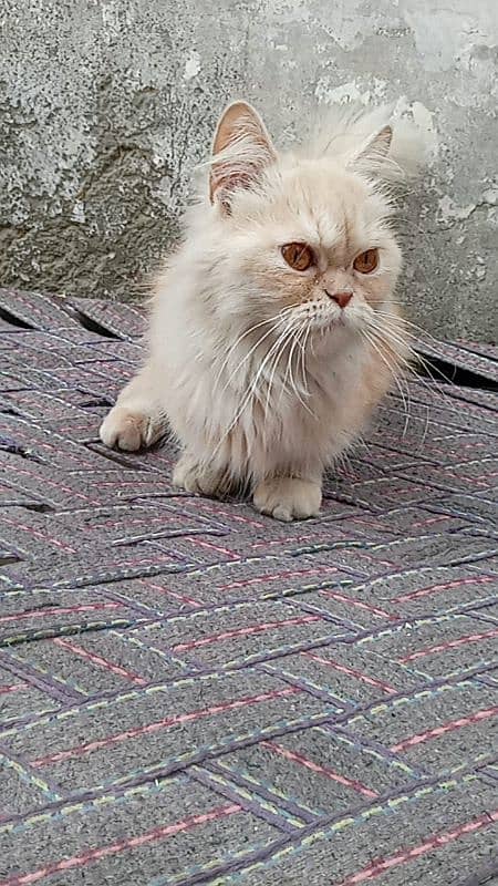 Persian cat triple coated punch face brider female 3