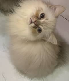 Ragdoll kitten/ Persian kitten/ triple coat Persian kitten