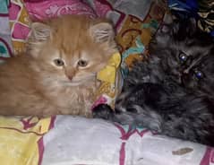 tripple coated Persian kittens