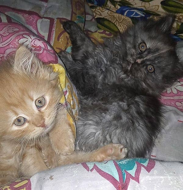 tripple coated Persian kittens 3