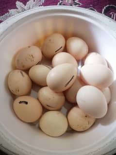 Heera egg available