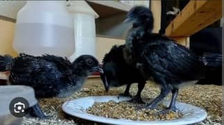 Ayam Cemani and  white heavy buff chicks