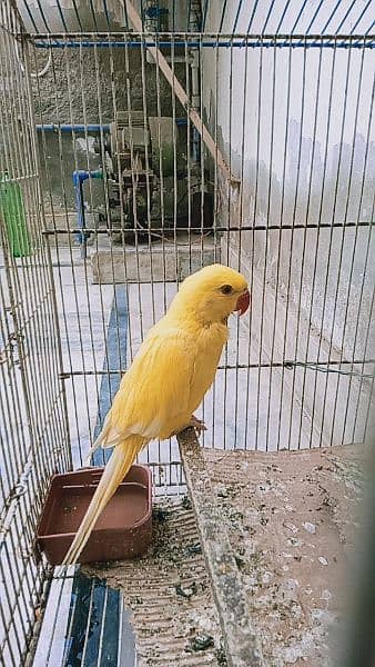 yellow ring neck chick for sale 0