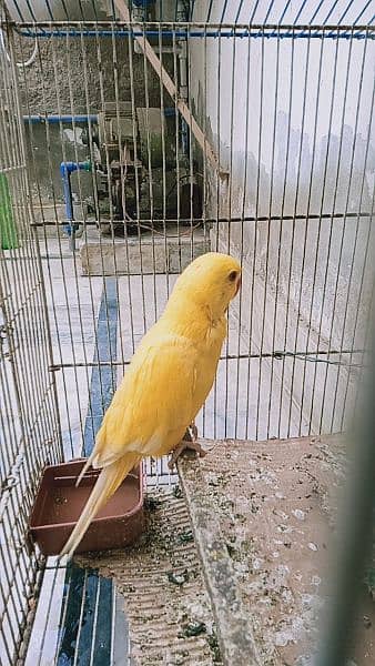 yellow ring neck chick for sale 1